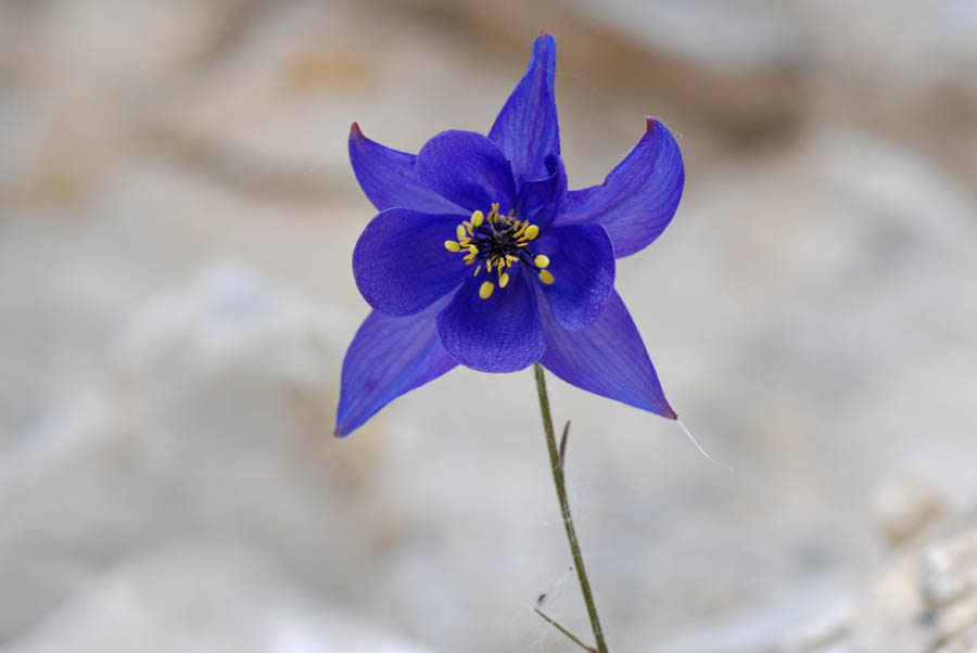 Aquilegia einseleana / Aquilegia di Einsele